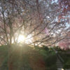 【大美和の杜展望台】桜と夕陽に染まる幻想的な奈良のお花見スポット（大神神社の近く）