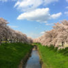 【奈良の桜の名所＆歴史の川辺】佐保川でお花見するなら図書情報館が便利